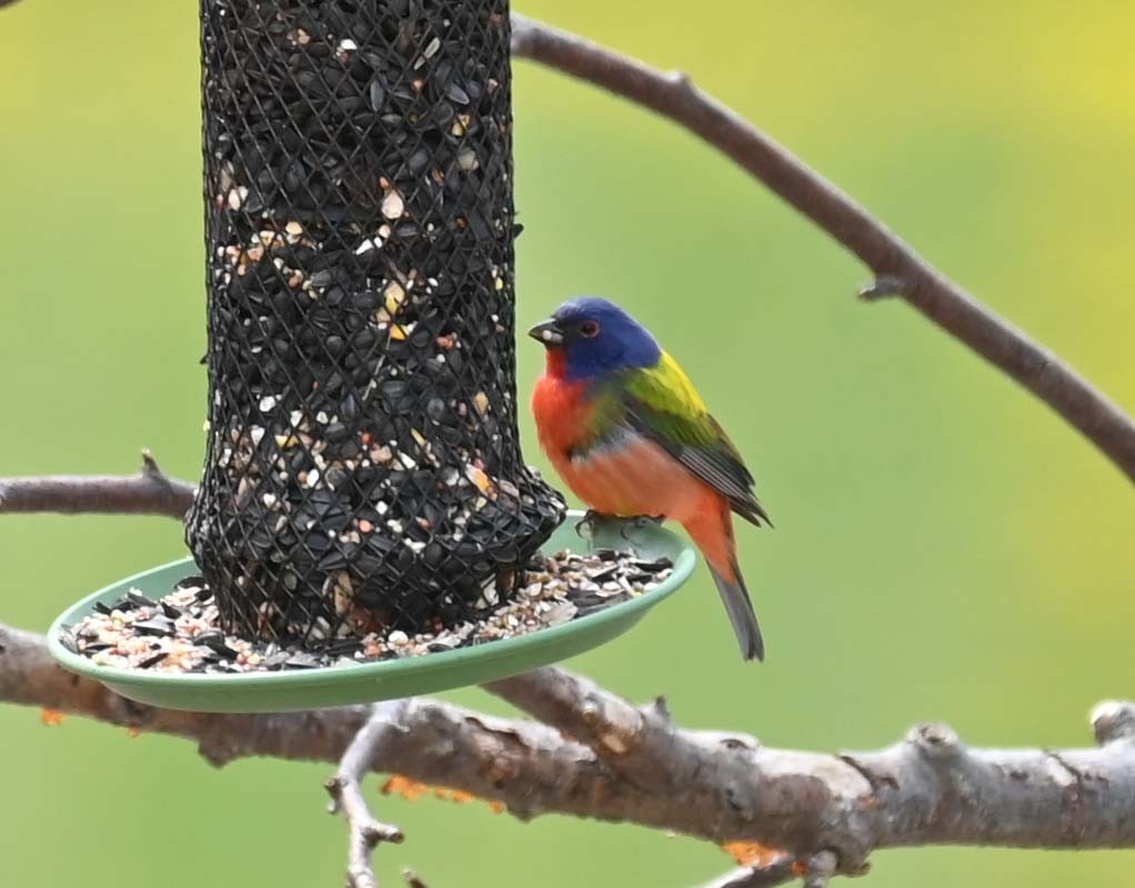 Painted Bunting - ML619465976