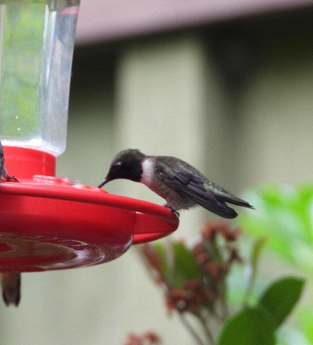 Black-chinned Hummingbird - ML619465998