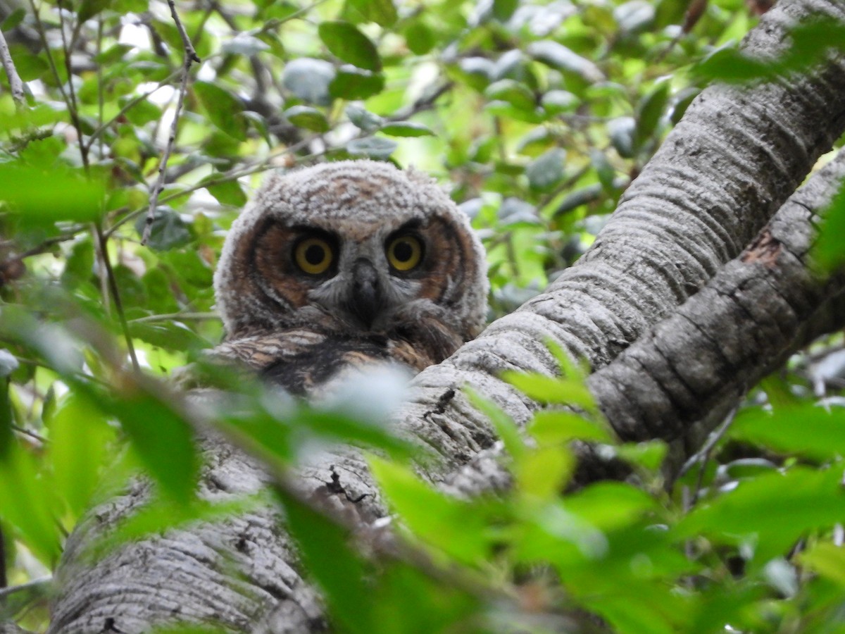 Great Horned Owl - ML619466043
