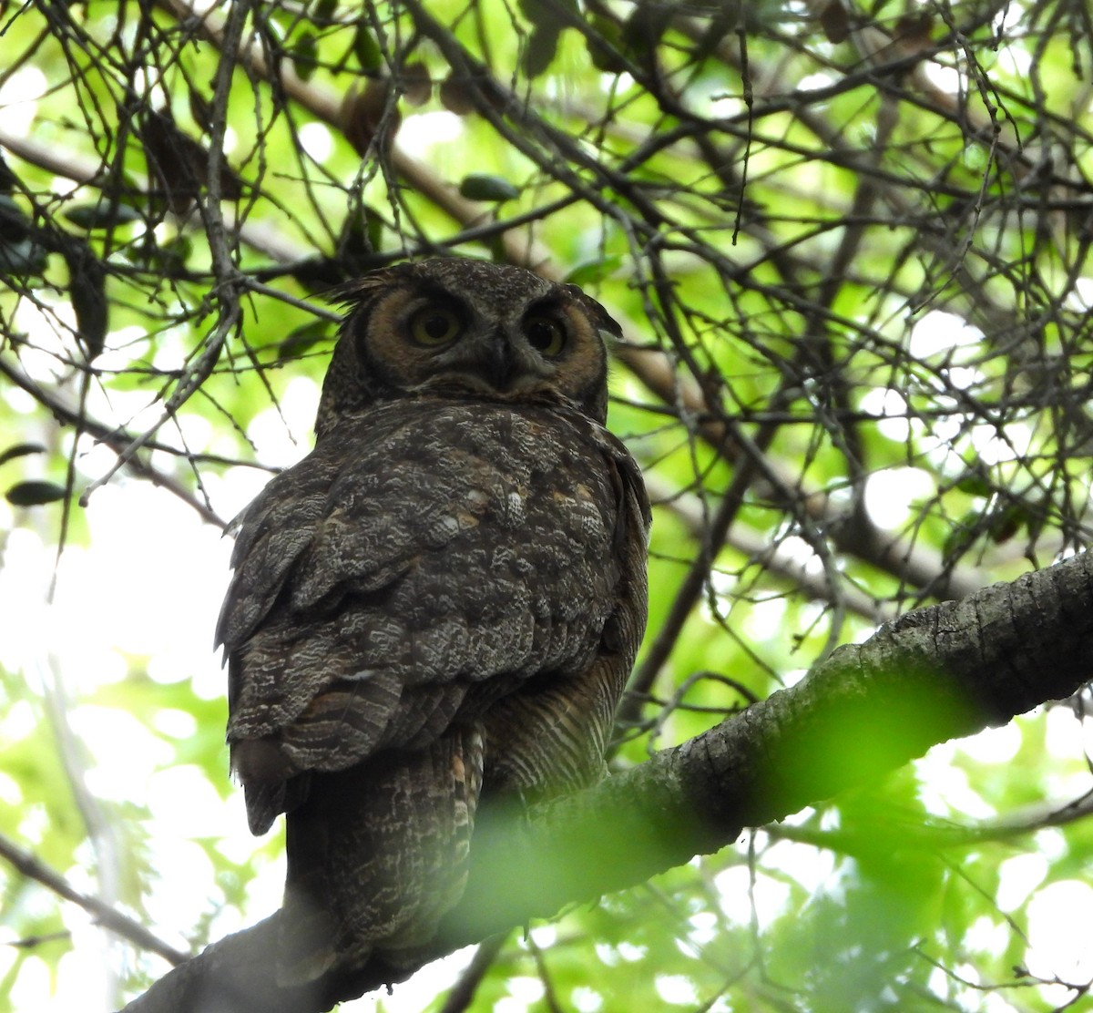 Great Horned Owl - ML619466073