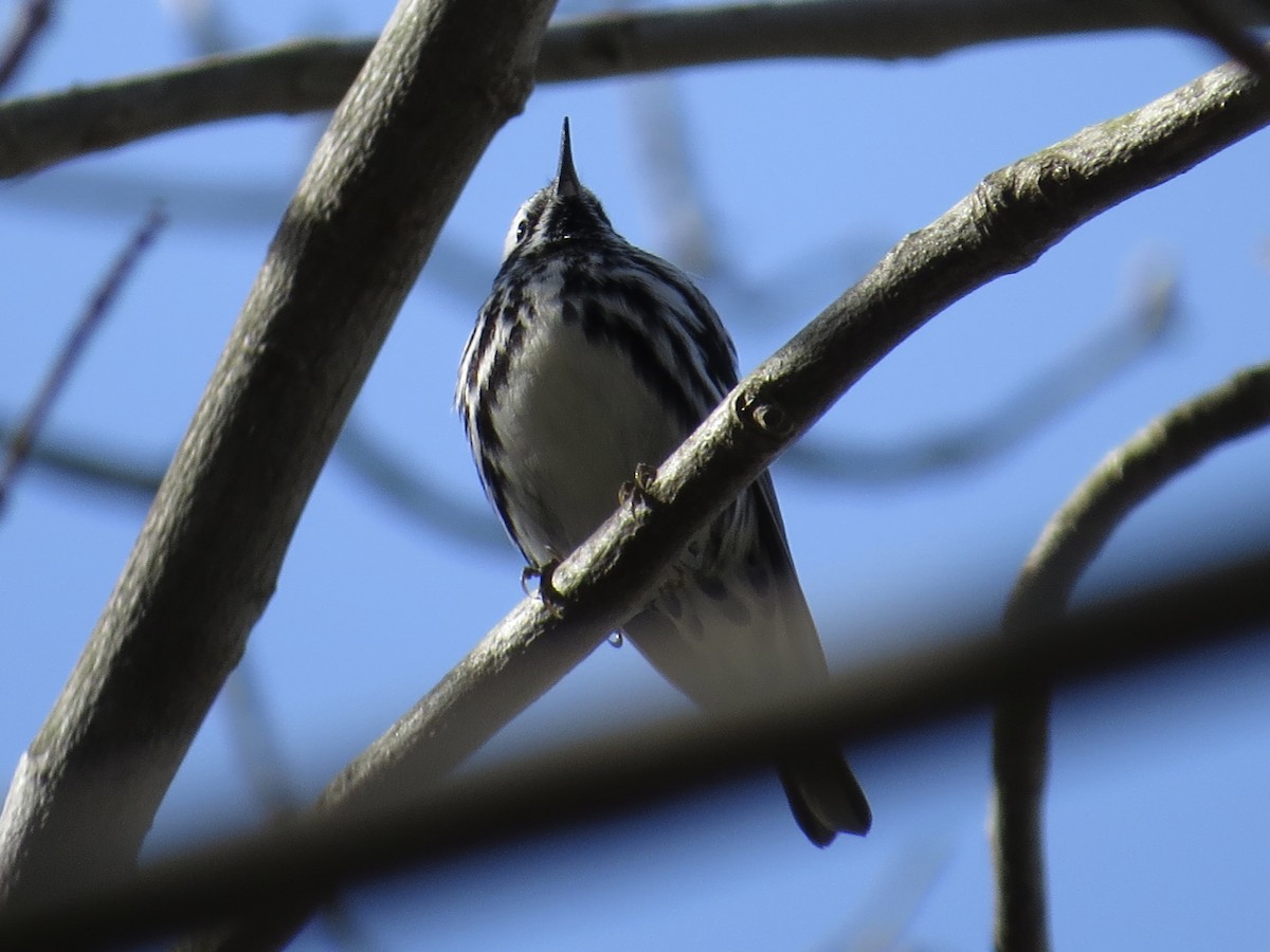 Black-and-white Warbler - ML619466099