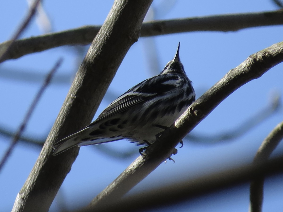 Black-and-white Warbler - ML619466100