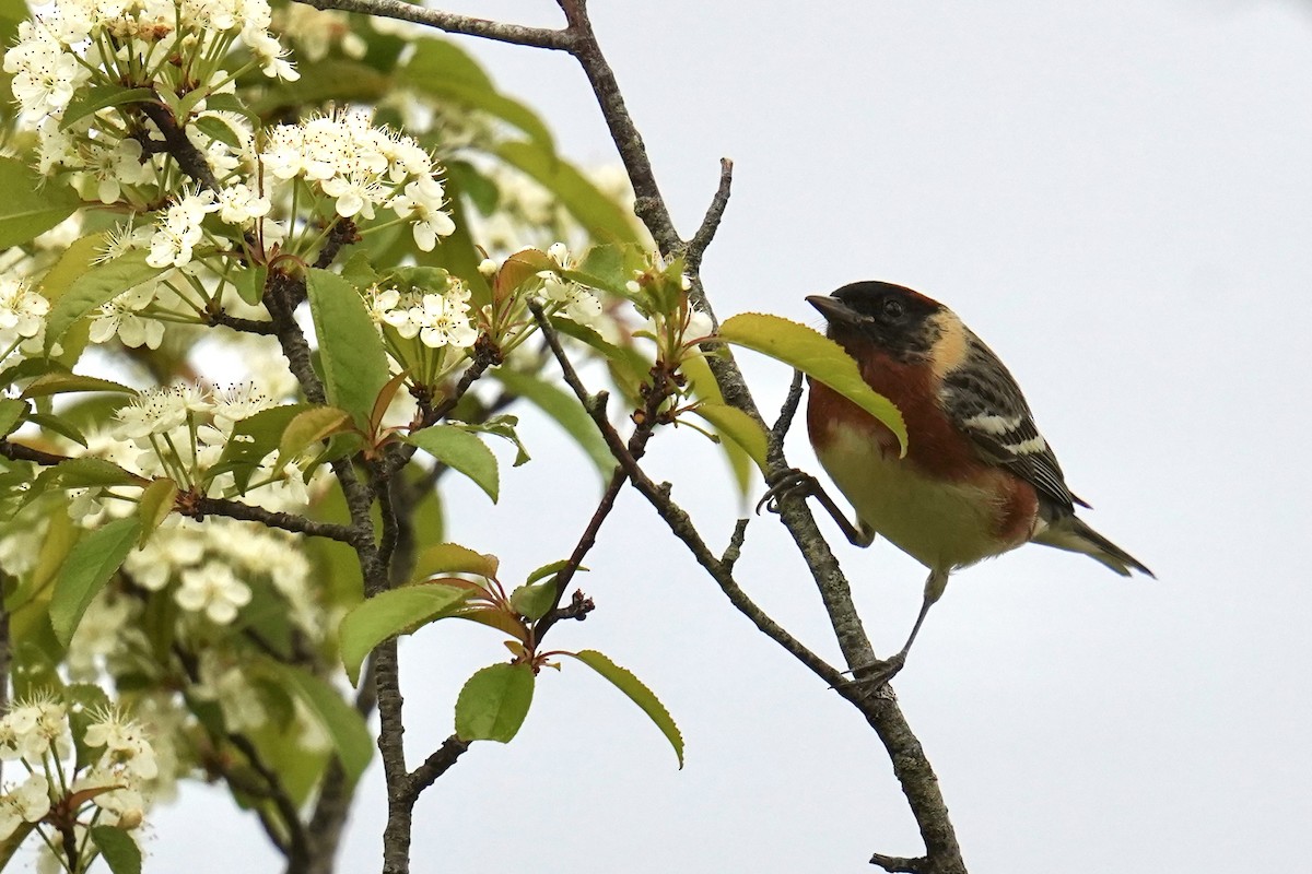 Bay-breasted Warbler - ML619466124