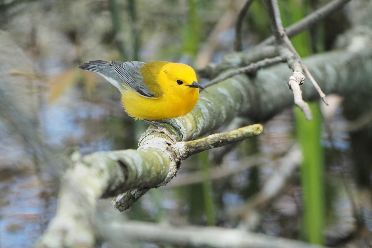 Prothonotary Warbler - ML619466147
