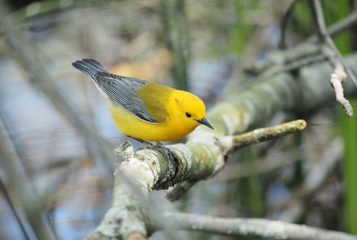 Prothonotary Warbler - ML619466148