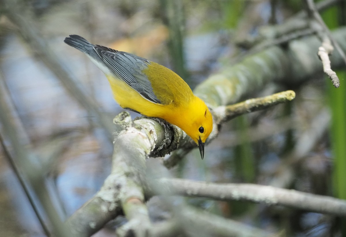 Prothonotary Warbler - ML619466149