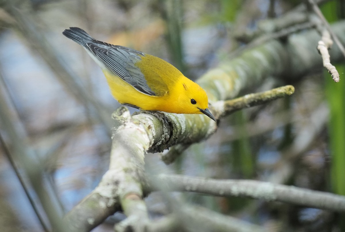 Prothonotary Warbler - ML619466151