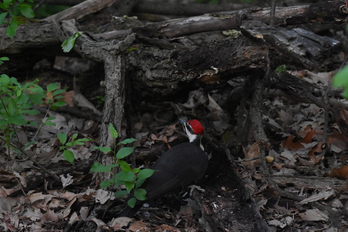 Pileated Woodpecker - ML619466166