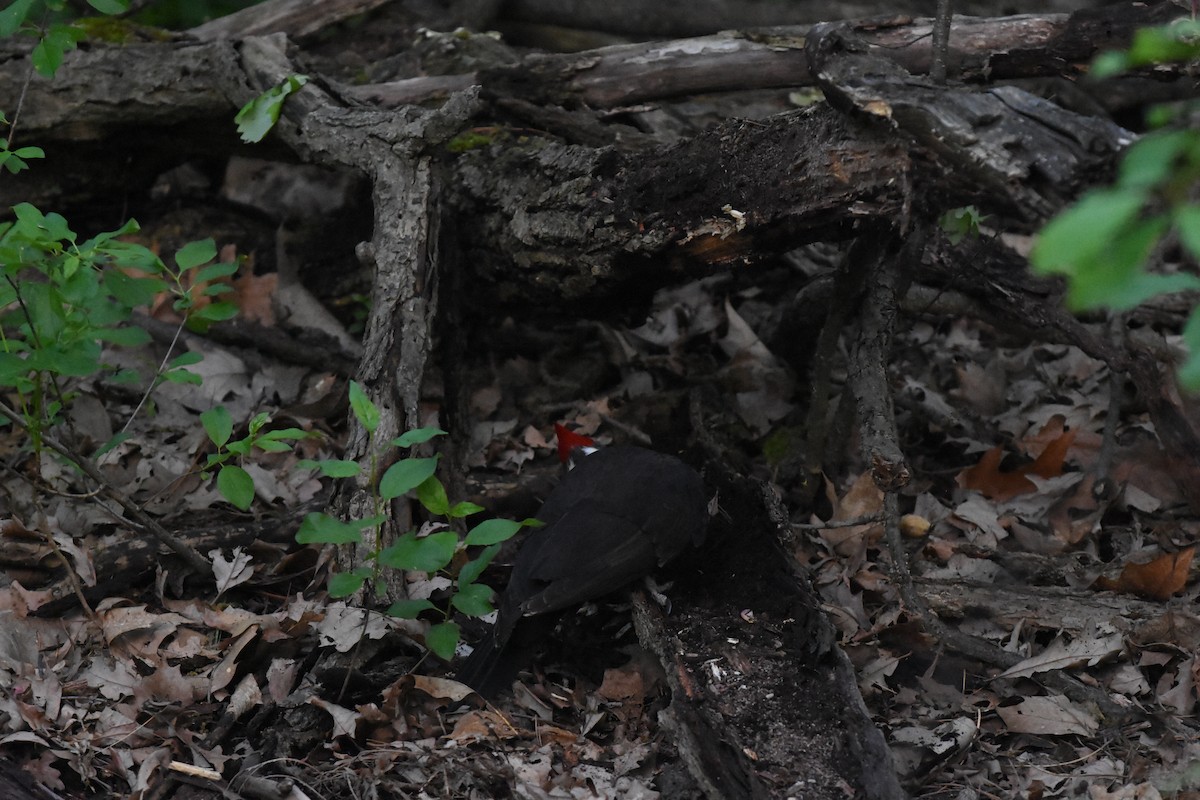 Pileated Woodpecker - ML619466168