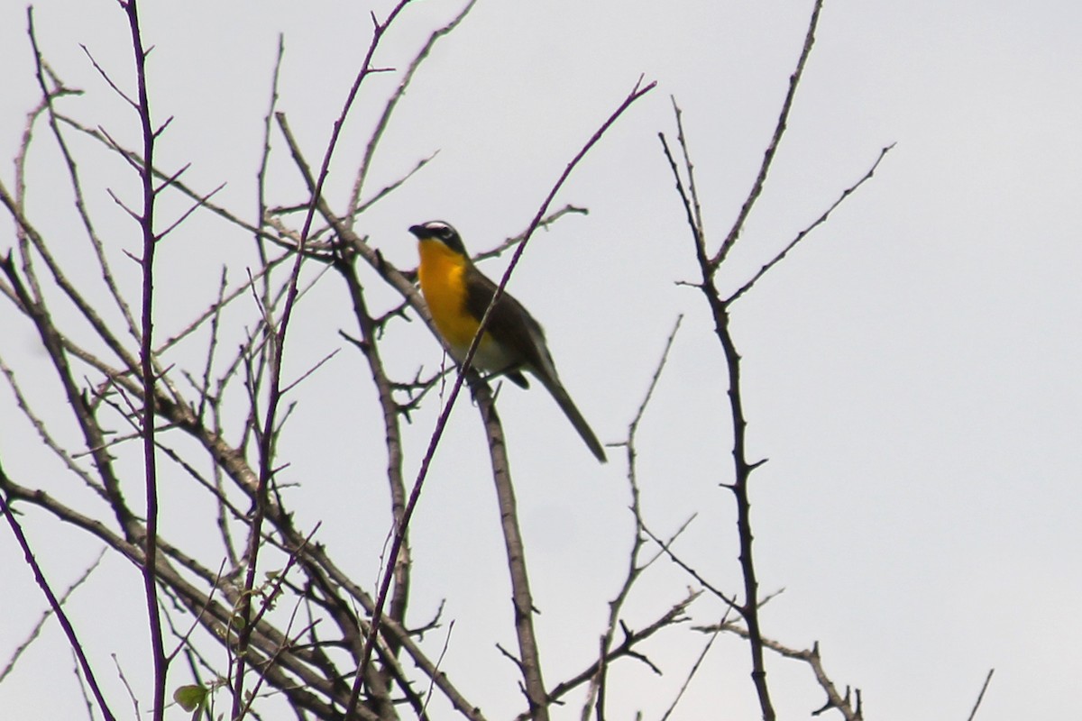 Yellow-breasted Chat - ML619466237