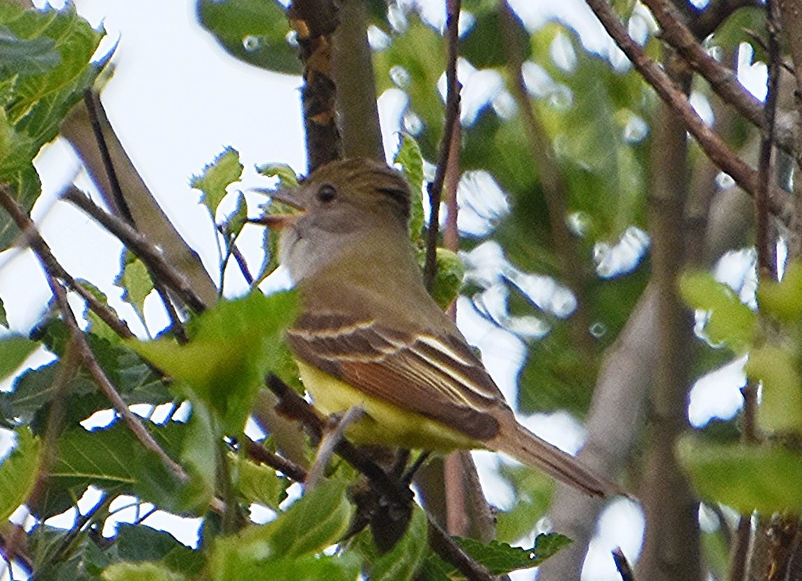Great Crested Flycatcher - ML619466239