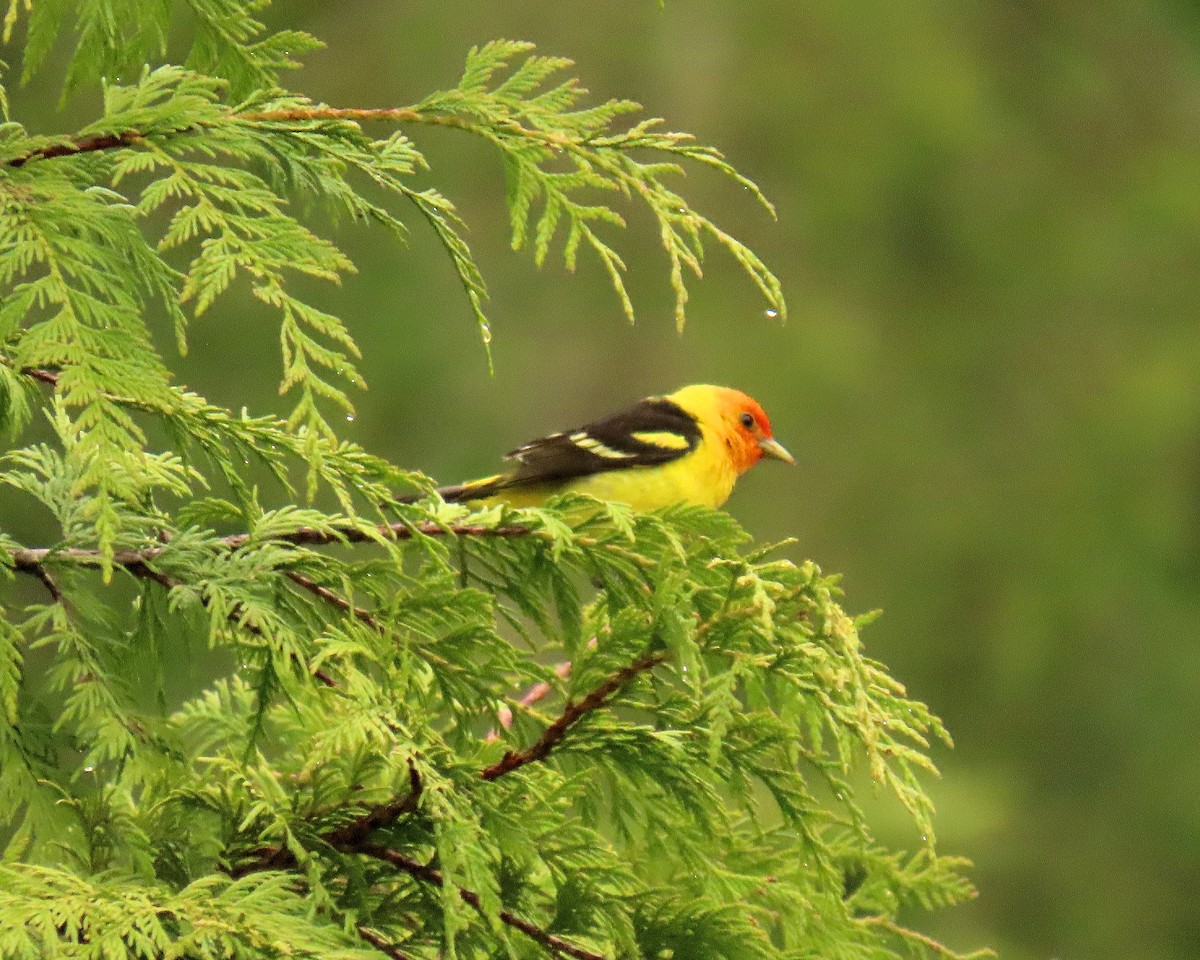 Western Tanager - ML619466243