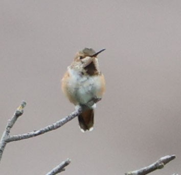 Allen's Hummingbird - ML619466302