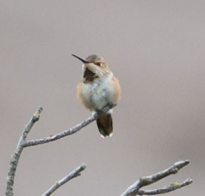 Allen's Hummingbird - ML619466303