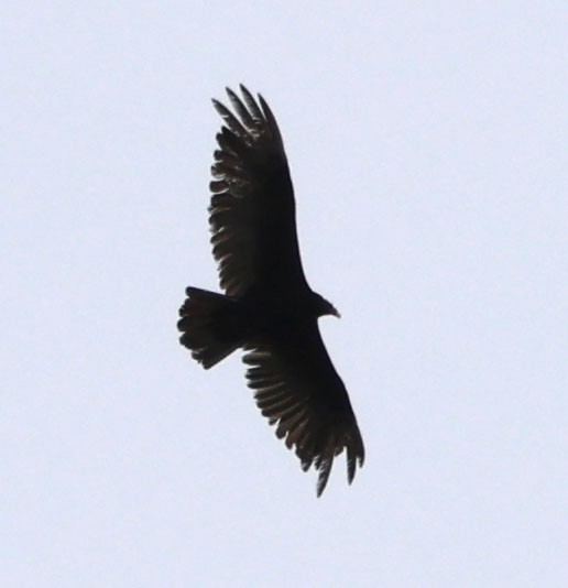 Turkey Vulture - ML619466323