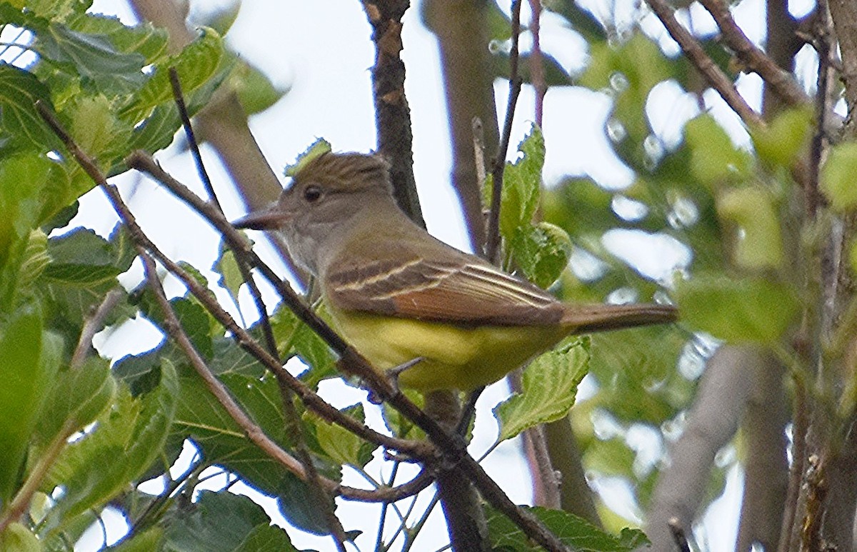 Great Crested Flycatcher - ML619466331