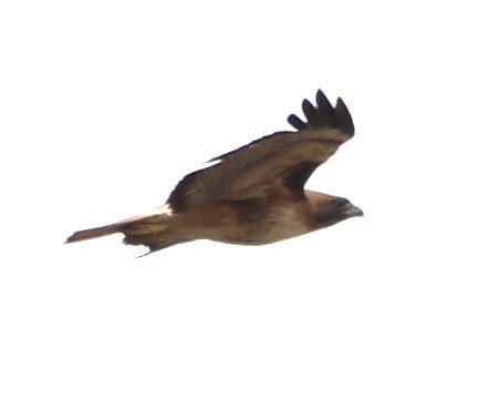 Red-tailed Hawk - ML619466343