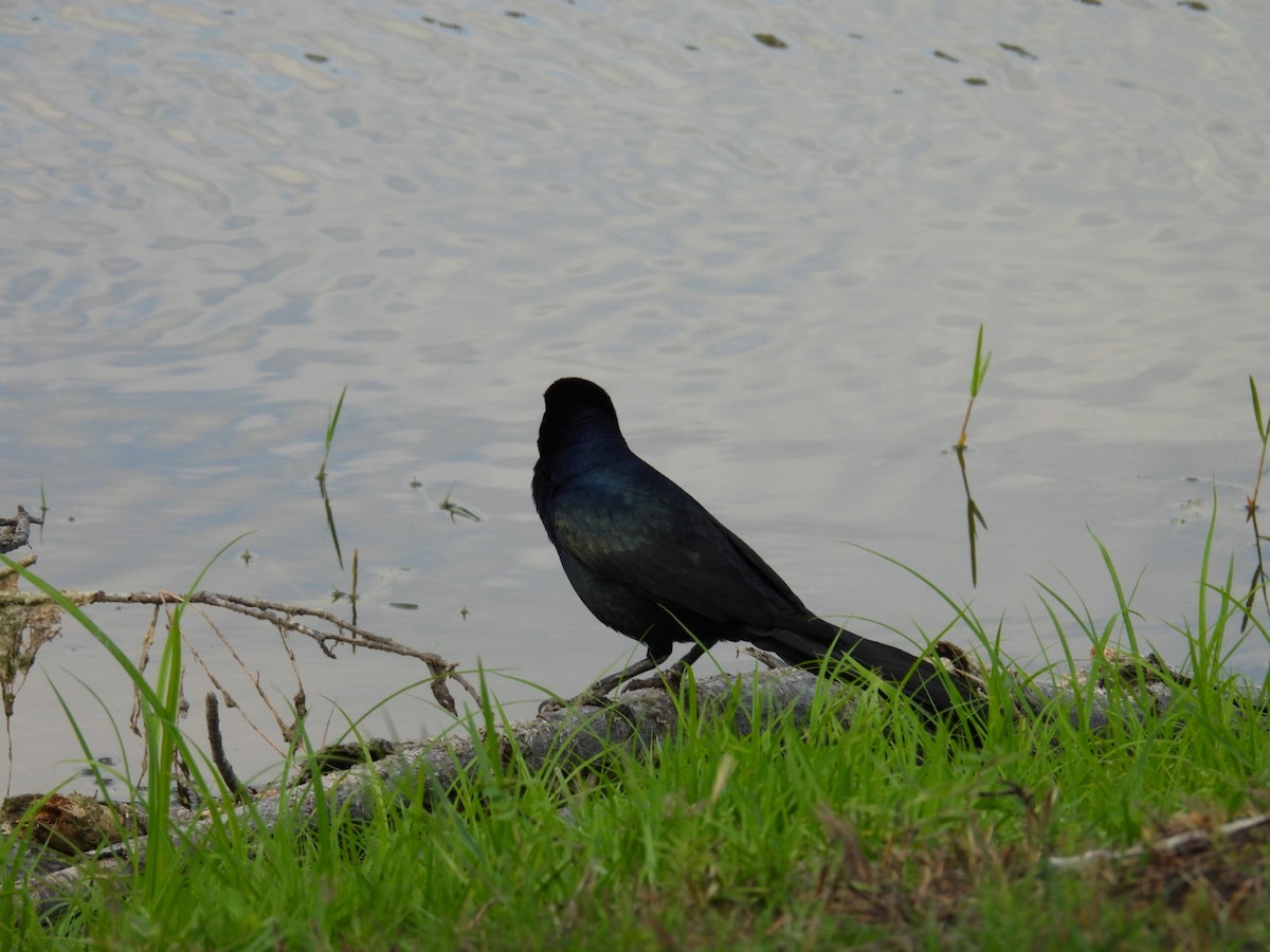 Boat-tailed Grackle - ML619466350
