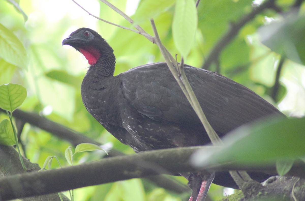 Crested Guan - ML619466351