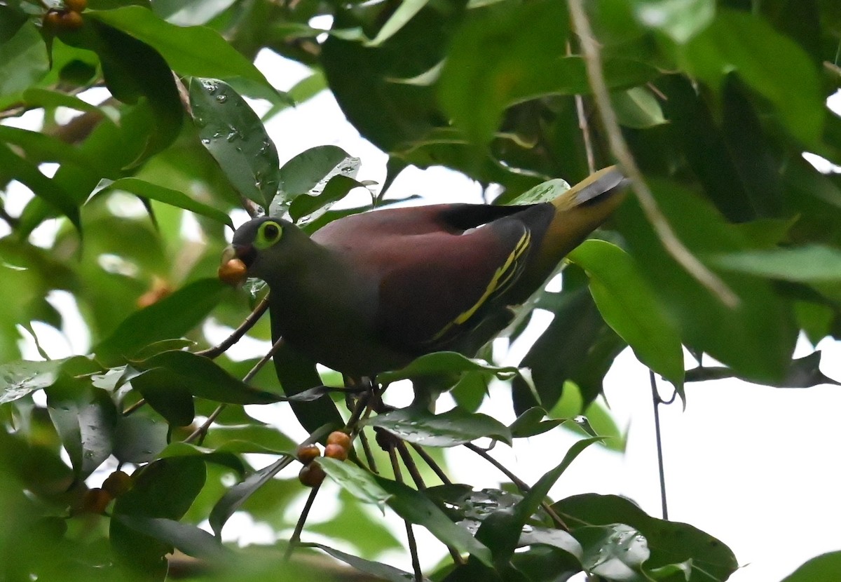 Thick-billed Green-Pigeon - ML619466409