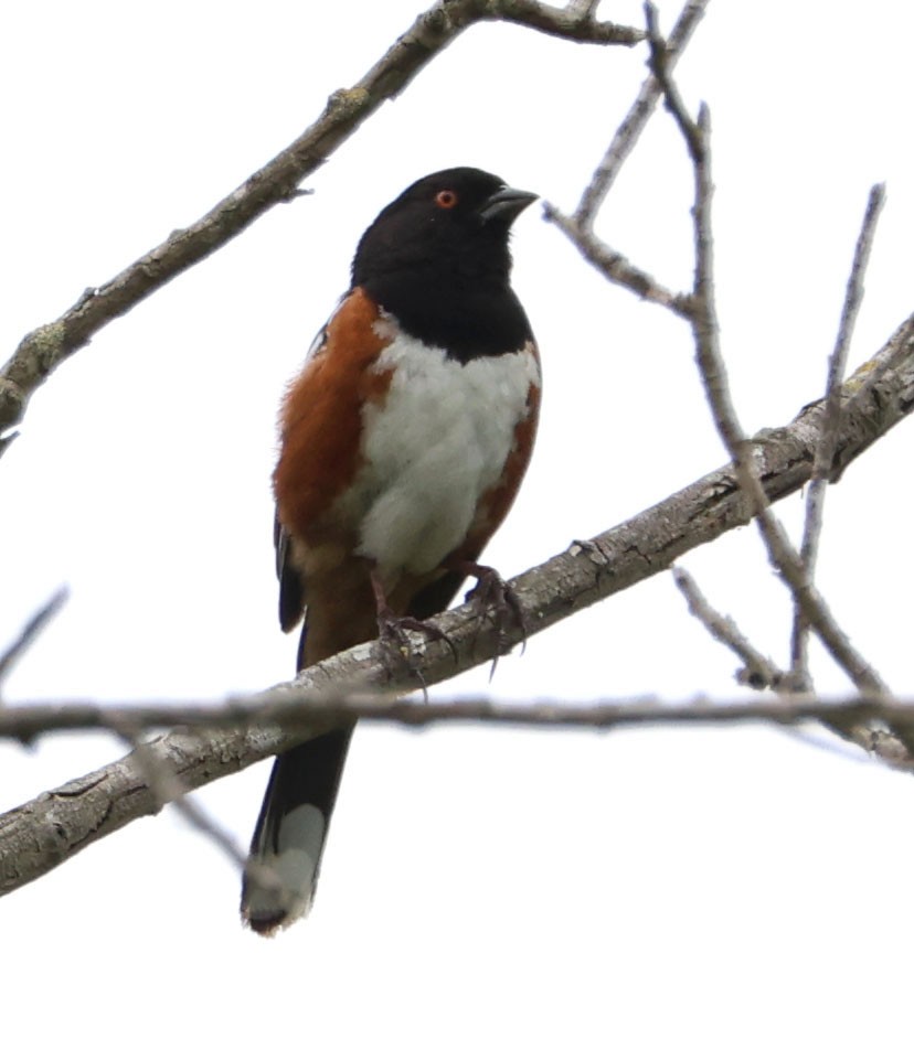 Spotted Towhee - ML619466412