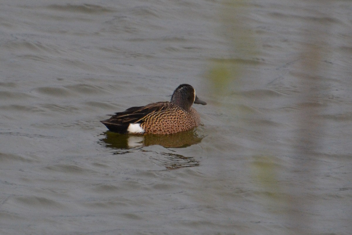 Blue-winged Teal - ML619466423