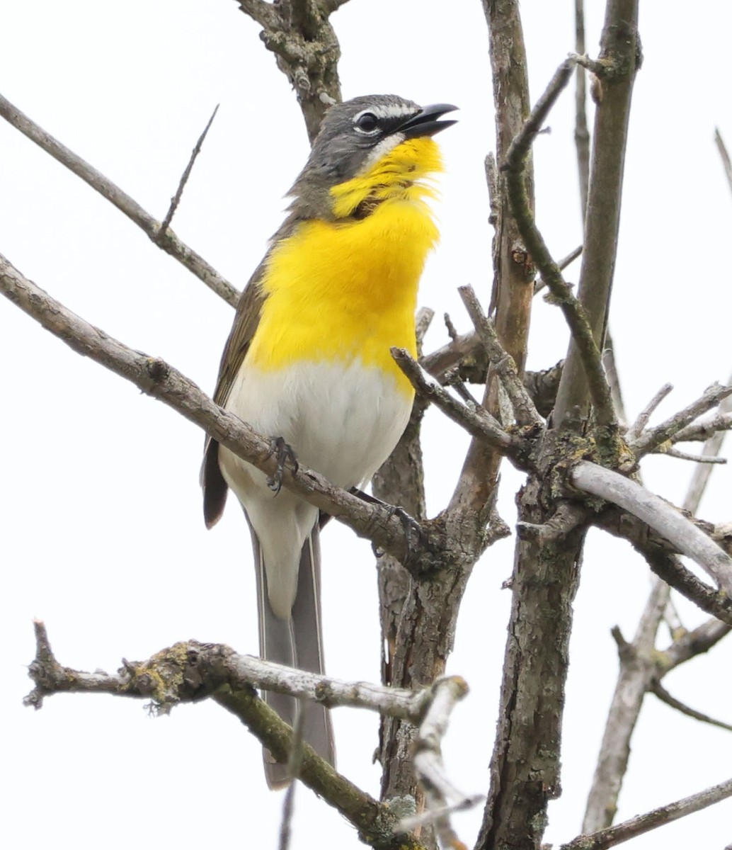 Yellow-breasted Chat - ML619466429