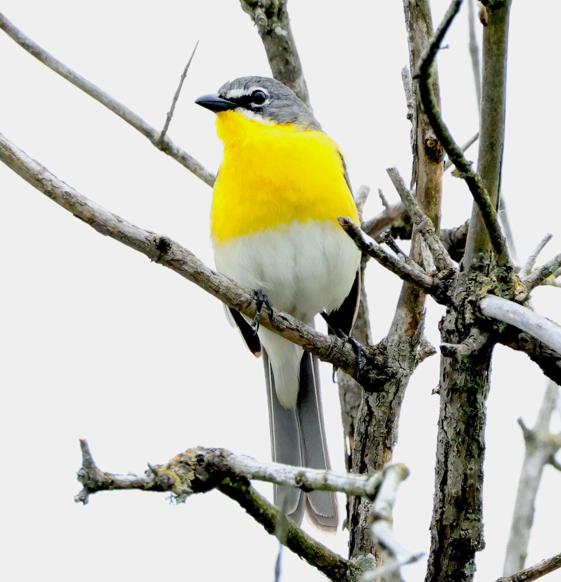 Yellow-breasted Chat - ML619466430