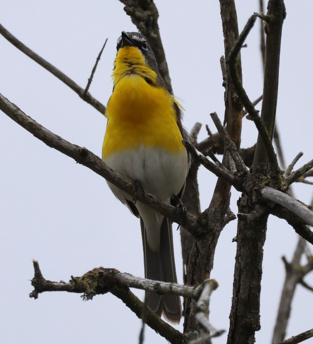 Yellow-breasted Chat - ML619466431