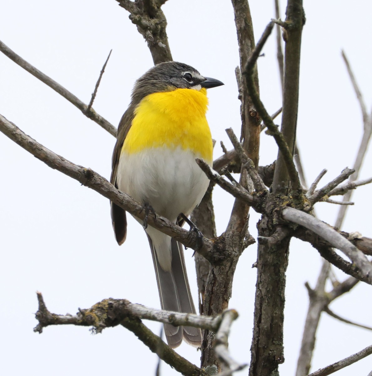 Yellow-breasted Chat - ML619466433