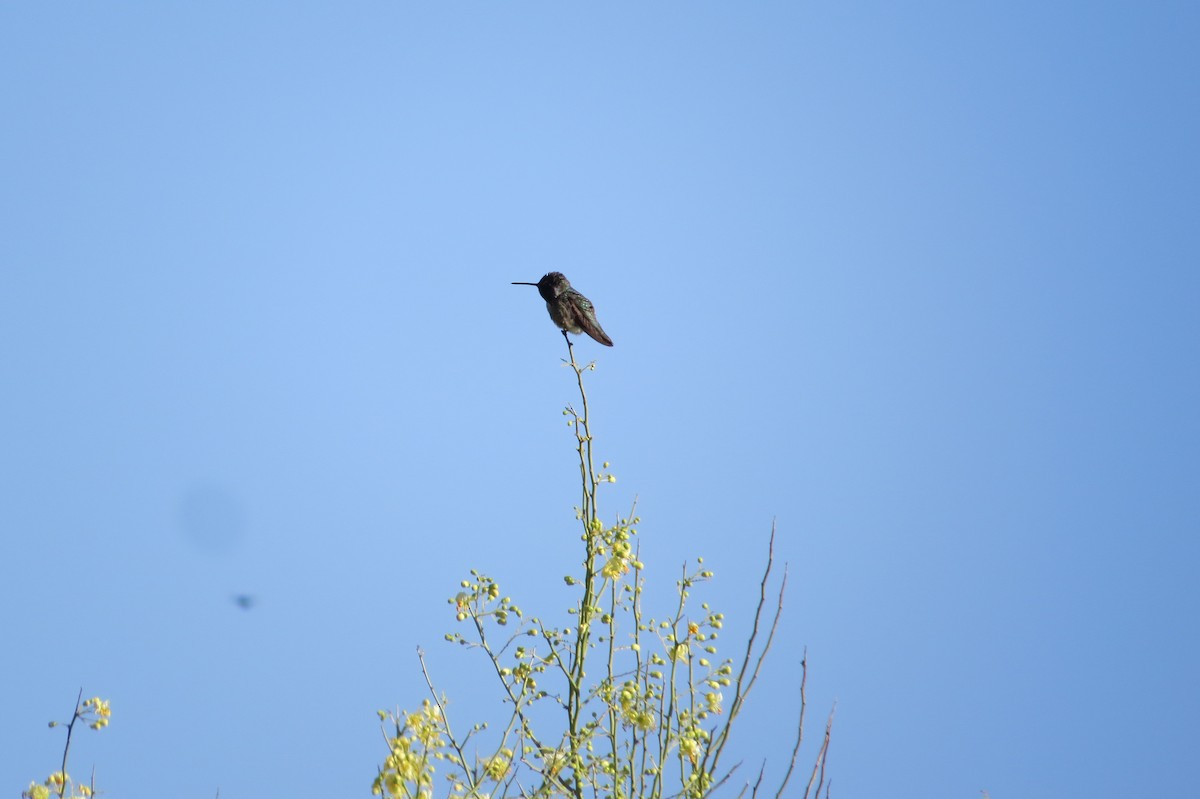 Black-chinned Hummingbird - ML619466438