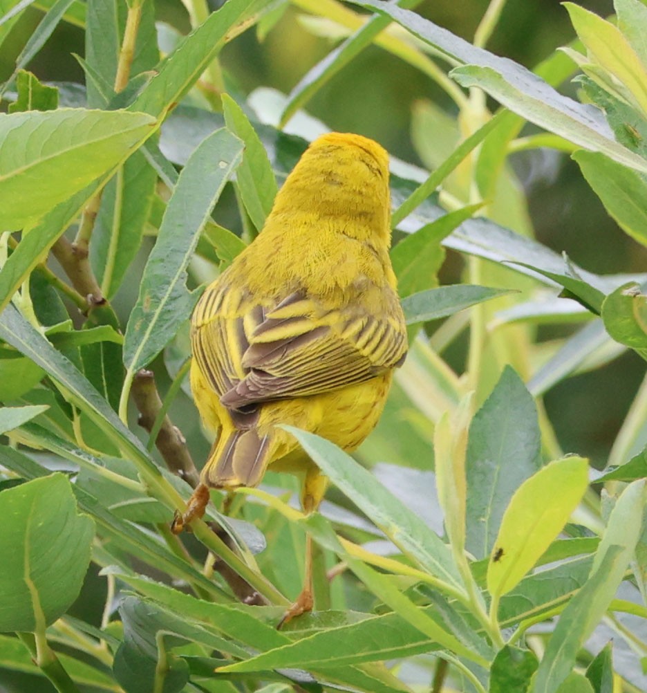 Yellow Warbler - ML619466447