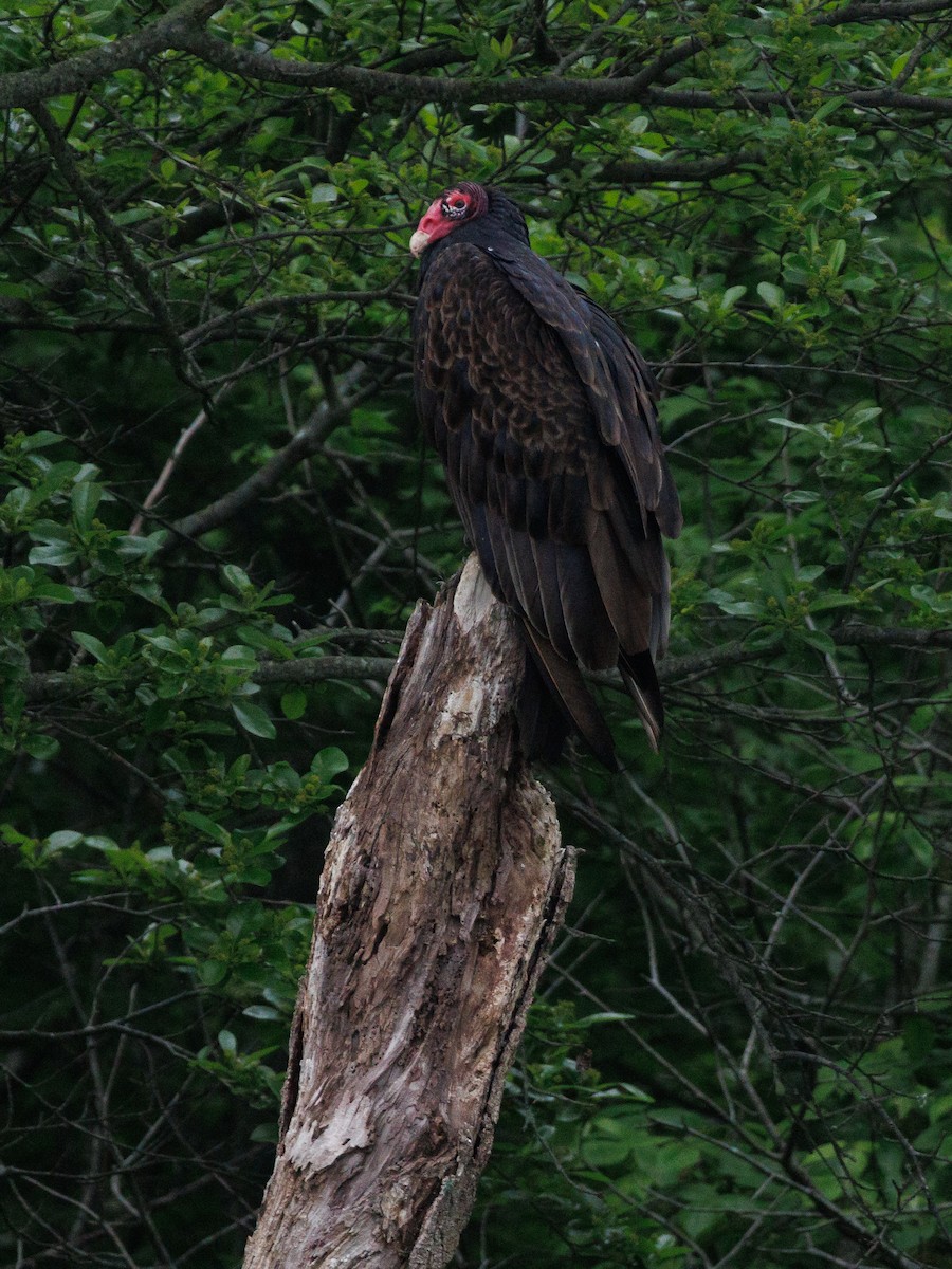 Turkey Vulture - ML619466483