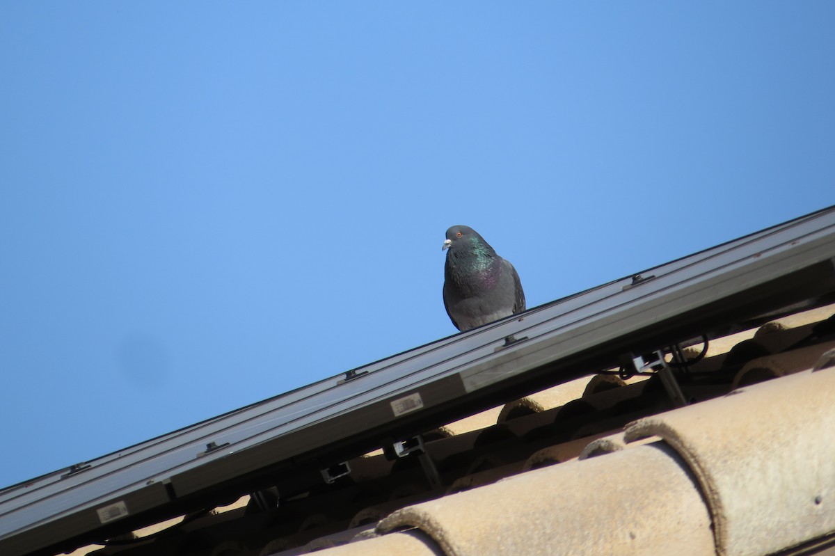 Pigeon biset (forme domestique) - ML619466519