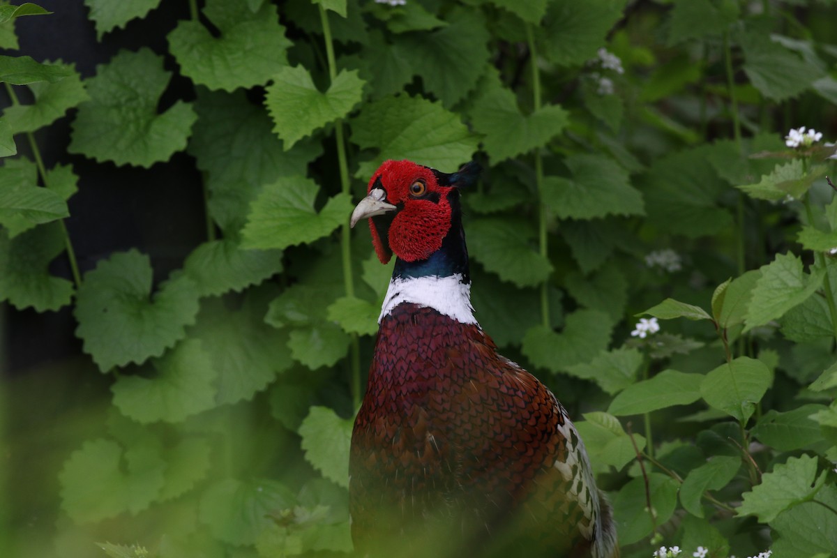 Ring-necked Pheasant - ML619466531