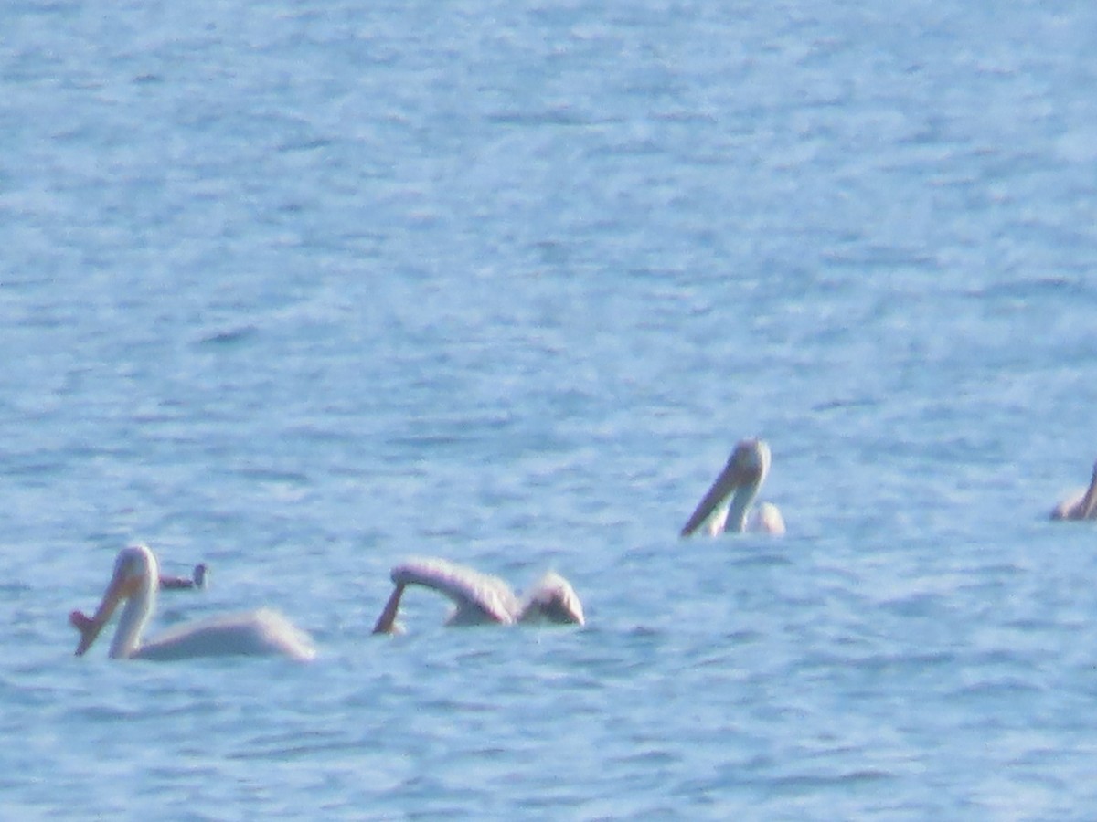 pelikán severoamerický - ML619466541