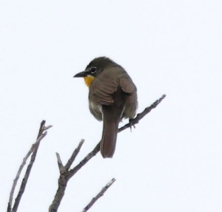 Yellow-breasted Chat - ML619466579