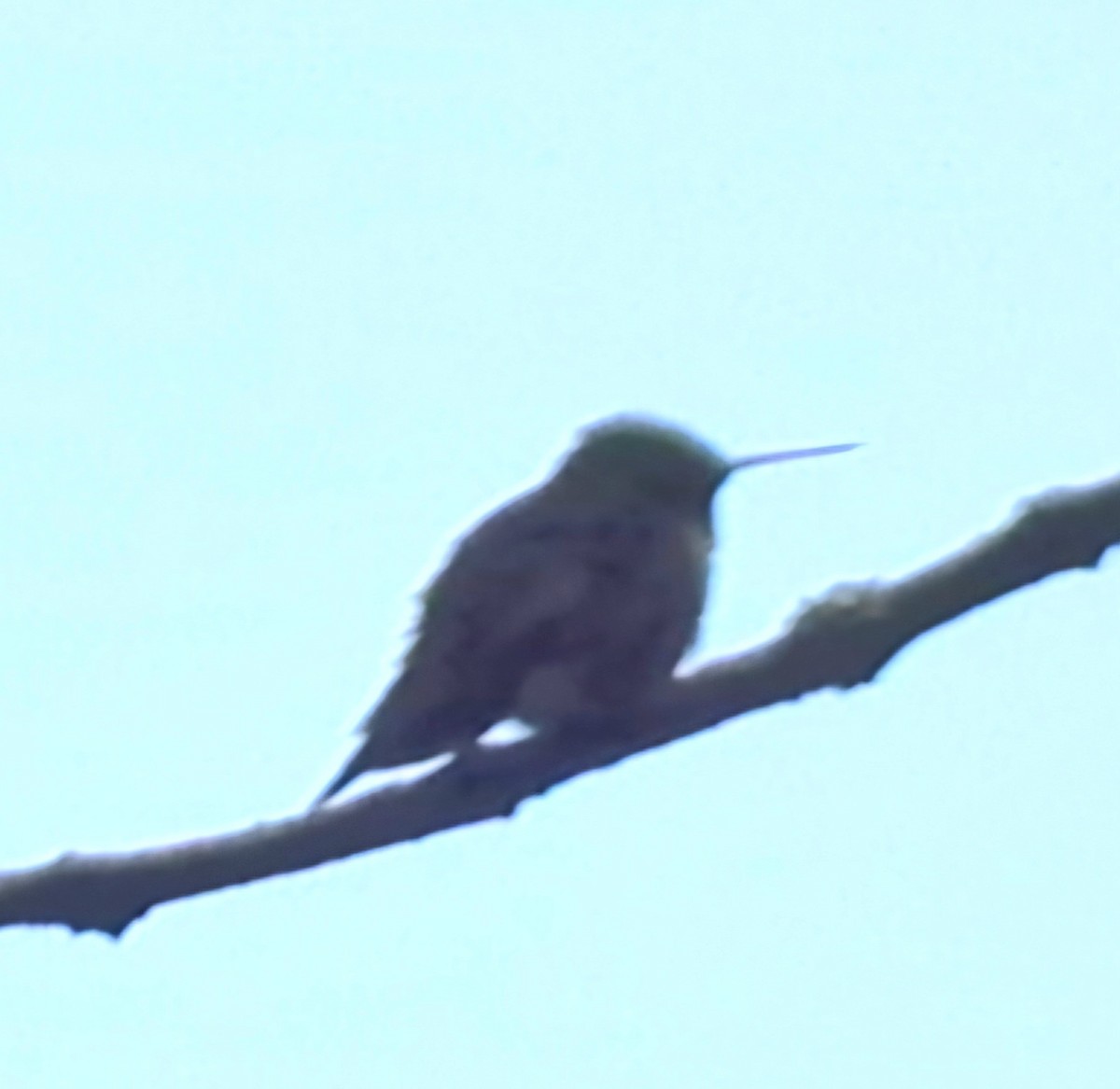 Ruby-throated Hummingbird - ML619466585