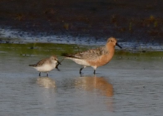 Red Knot - ML619466586