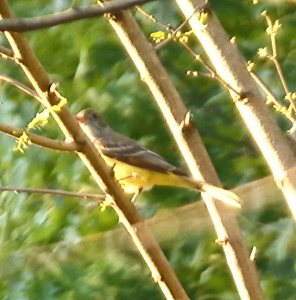 Great Crested Flycatcher - ML619466629