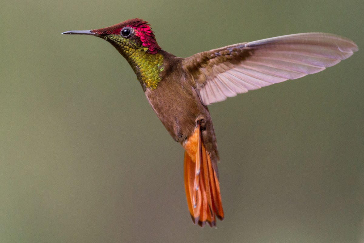 kolibřík červenohlavý - ML619466640