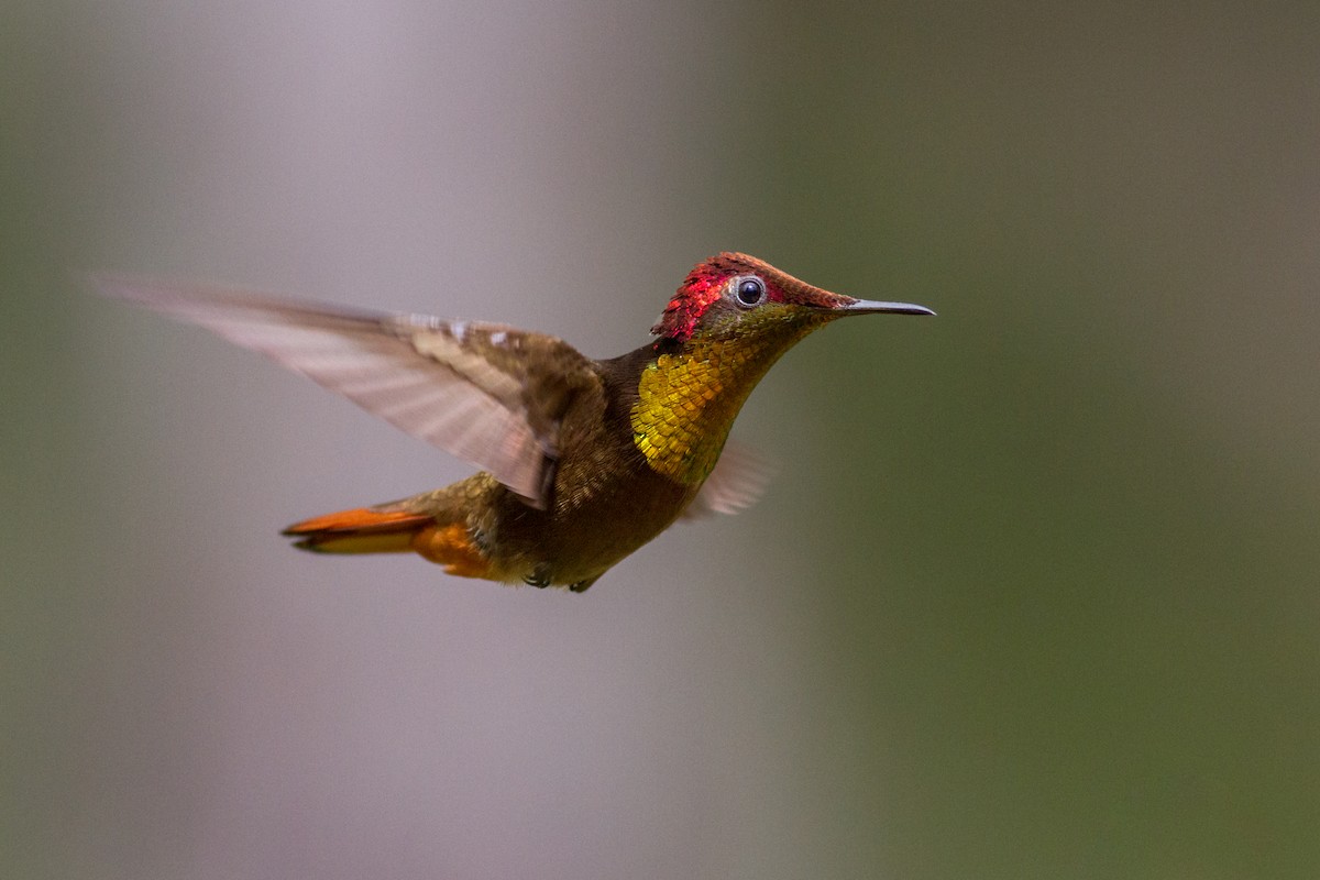 kolibřík červenohlavý - ML619466641