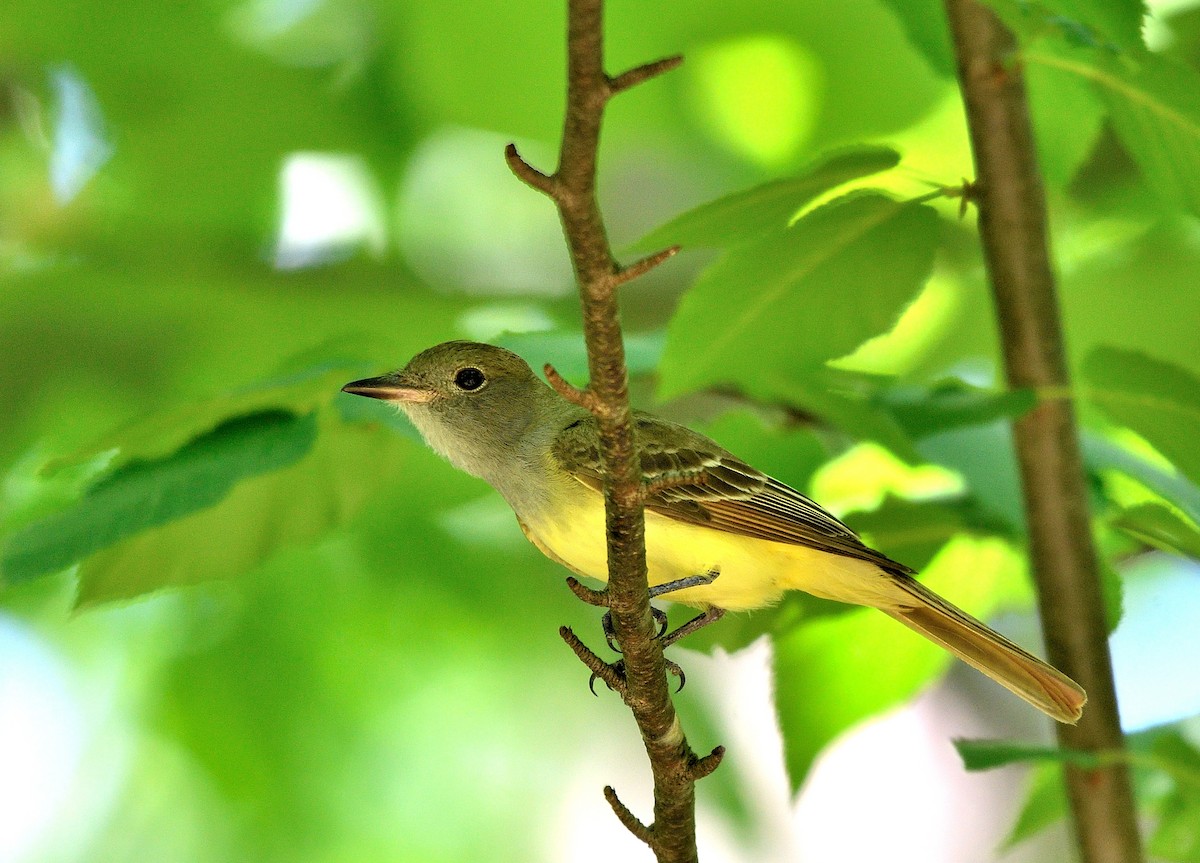 Great Crested Flycatcher - ML619466724