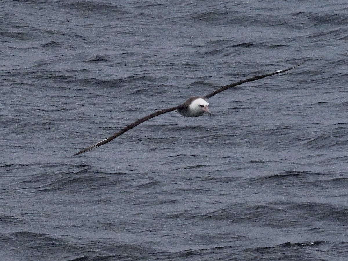 Темноспинный альбатрос - ML619466780