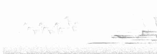 Дрізд-короткодзьоб плямистоволий - ML619466784