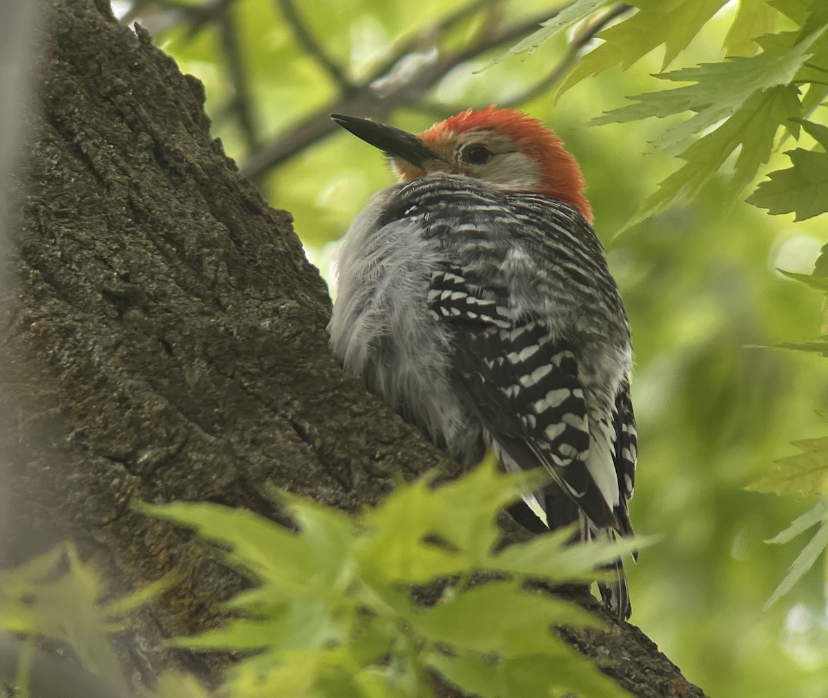 Red-bellied Woodpecker - ML619466849