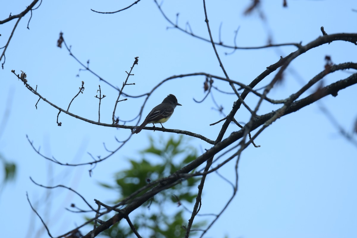 Great Crested Flycatcher - ML619466862