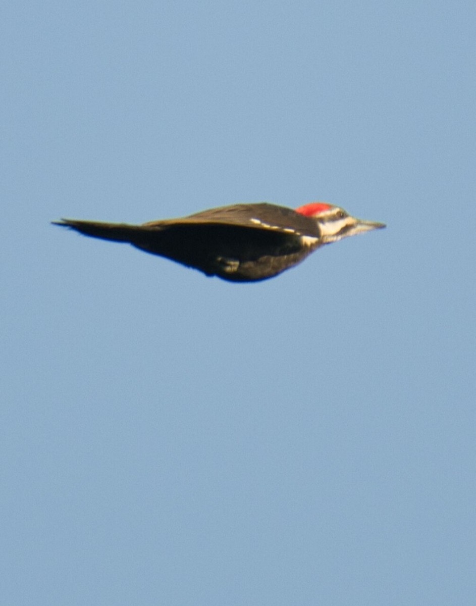 Pileated Woodpecker - ML619466865