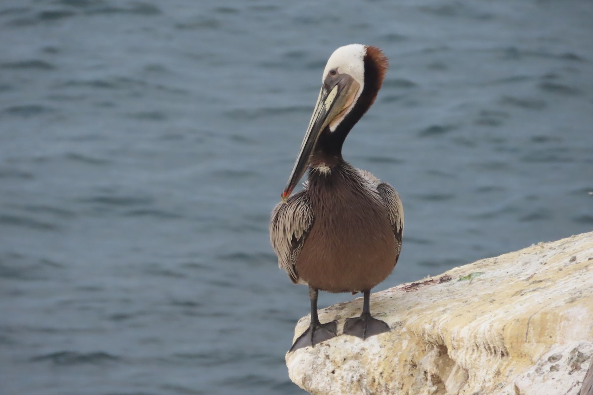pelikán hnědý (ssp. californicus) - ML619466873