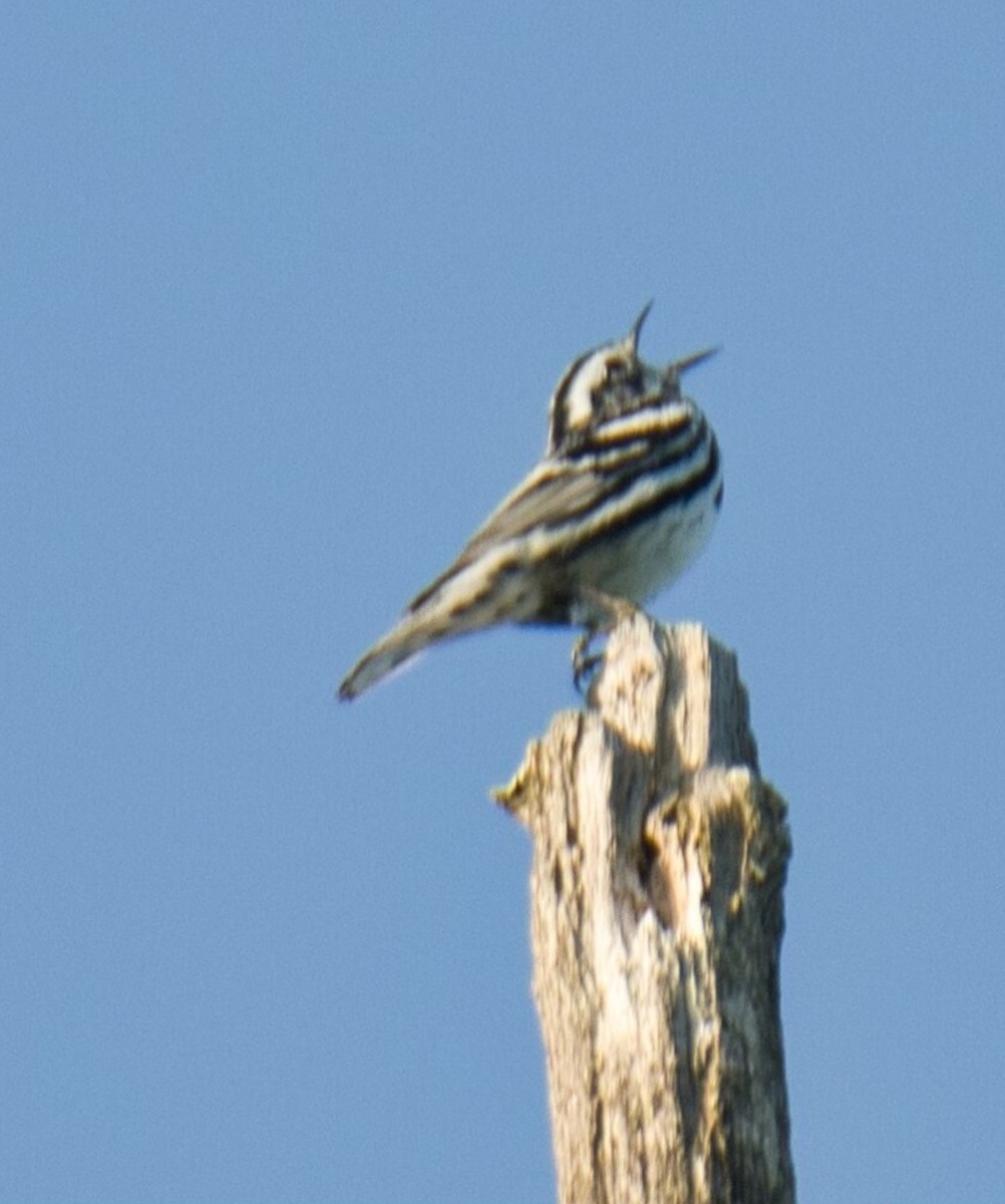 Black-and-white Warbler - ML619466888